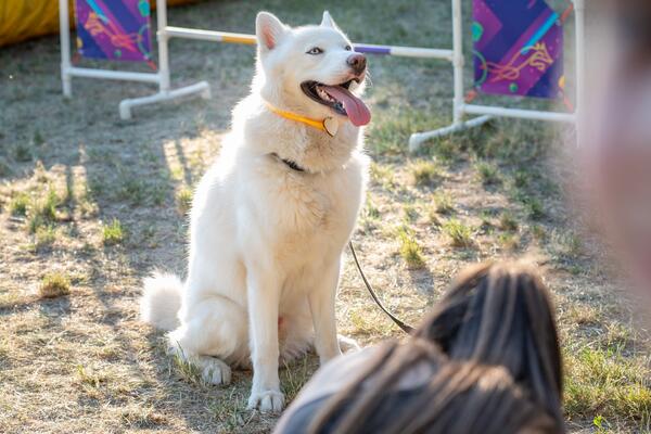 PSI MOGU DA NANJUŠE OPASNE BOLESTI KOD LJUDI: Neke mogu biti KOBNE, evo kako oni to rade