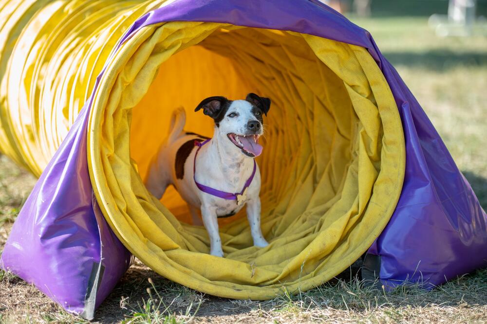 NE ZNATE KAKO DA IZABERETE IME ZA VAŠEG PSA? Ovo je najduži spisak, PA ODABERITE