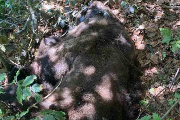 "SUROVO I KUKAVIČKO SRCE JE PREKRATILO OVAJ NEVINI ŽIVOT": Ubijen Medo Maglić, neko ga je odstrelio! (FOTO)