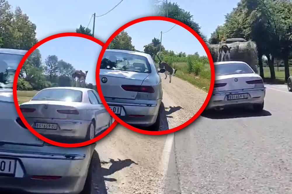 NESVAKIDAŠNJA SCENA SNIMLJENA KOD OBRENOVCA! Da li vozač uopšte zna ko mu je na krovu i kako je dospeo tu? (VIDEO)