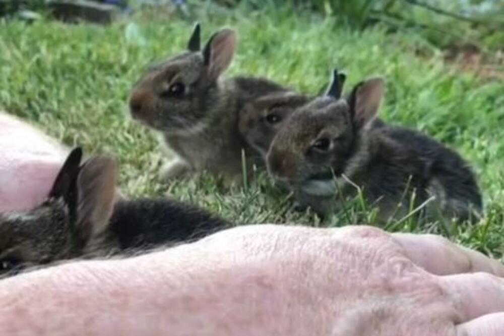 OVI SLATKIŠI ĆE VAM I NAJGORI DAN POPRAVITI: Toliko su PRESLATKI da im niko NE MOŽE ODOLETI!