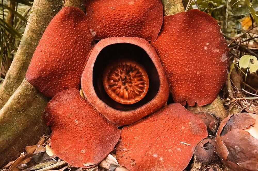 OVAJ CVET SMRDI NA TRULO MESO! Nećete verovati gde raste, zovu ga i "SMRT" (VIDEO)