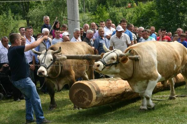 KO JE JAČI I ČIJI OVAN IMA VEĆE ROGOVE: Ovo je najveća ATRAKCIJA i NARODNI SKUP na TROMEĐI 3 zemlje!