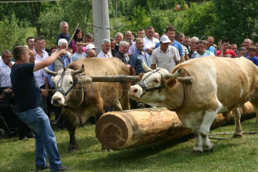 KO JE JAČI I ČIJI OVAN IMA VEĆE ROGOVE: Ovo je najveća ATRAKCIJA i NARODNI SKUP na TROMEĐI 3 zemlje!