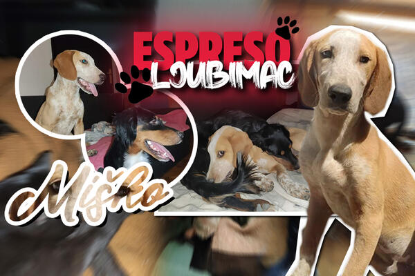 ŠTETAN I ULTRA INTELIGENTAN: Nekadašnji izgladneli GOJKO, postao je radosni MIŠKO nepresušne ENERGIJE!