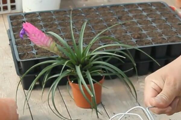 EVO ZBOG ČEGA VAM PROPADAJU SOBNE BILJKE: Ove GREŠKE nikako NE SMETE DA PRAVITE