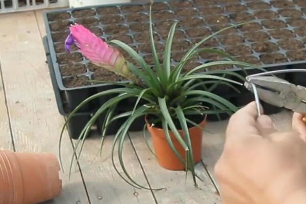 OVE BILJKE PRIVLAČE SREĆU U DOM KAO MAGNET: Odmah ih nabavite, život će vam BITI BOLJI