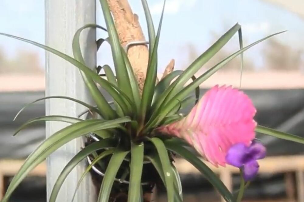 EVO ŠTA DA RADITE U SLUČAJU DA VAŠU BILJKU NAPADNU VAŠI: Ovo je SPAS za SVE DOMAĆICE