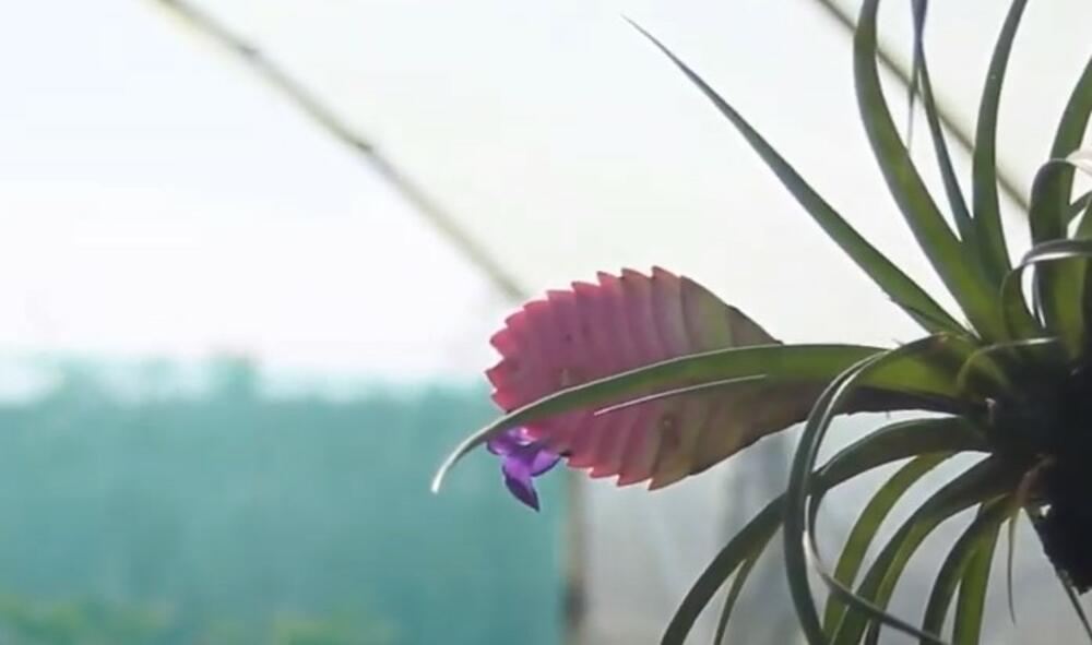 Biljka / Ilustracija