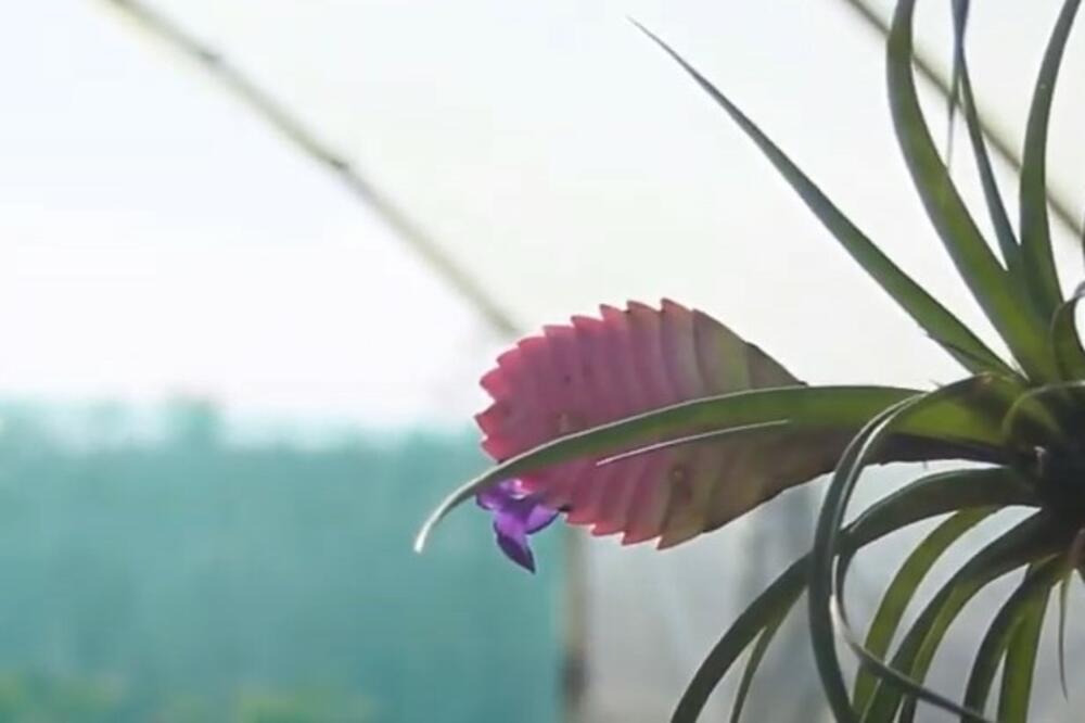 SVE DOMAĆICE ĆE TRČATI DA JE NABAVE: Ovoj BILJCI ne treba ni ZEMLJA ni SAKSIJA, ništa lepše za DVORIŠTE