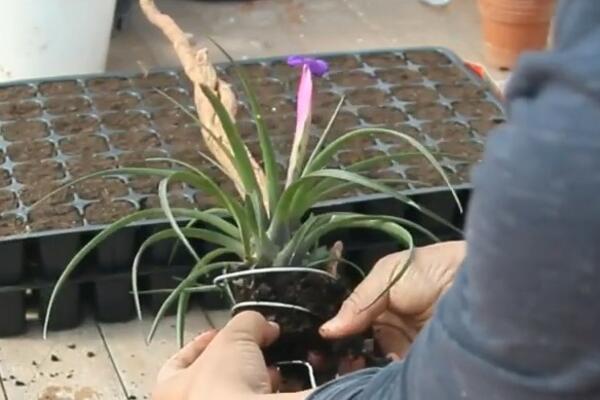 OVAKO MOŽETE OPORAVITI VAŠE UVENULE BILJKE: Obratite pažnju na OVE STVARI, jedino u tim slučajevima POSTOJI REŠENJE