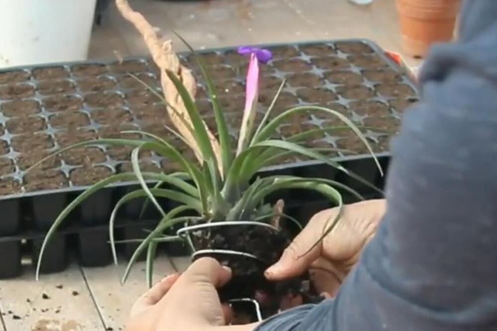 SIPAJTE OVU NAMIRNICU U CVEĆE I RAŠĆE KAO LUDO CELE GODINE: Veće ČUDO za prihranu NE POSTOJI