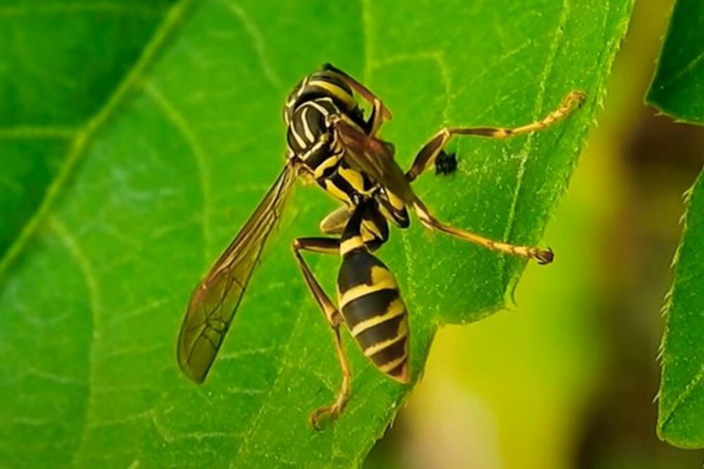 EVO KAKO DA OTERATE OSE IZ DVORIŠTA I SA TERASE: Možete da PIJETE PIĆE bez da vam se motaju okolo, PROSTIJE NE MOŽE
