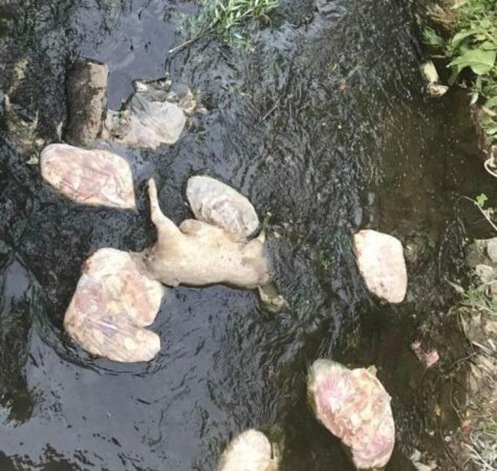 Iznutrice bačene u reku