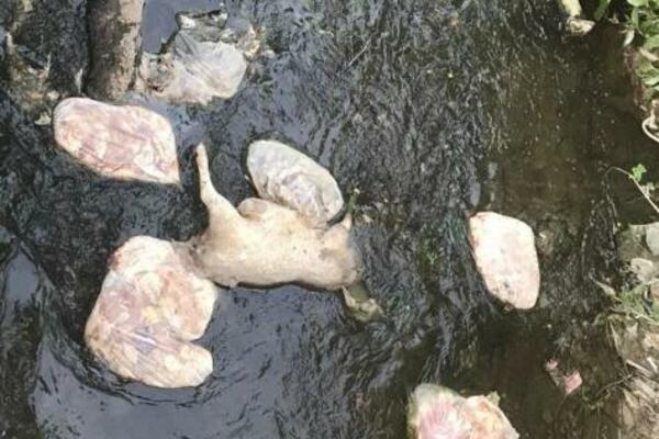 FUJ! PA, KAKAV SMO TO NAROD? Iznutrice plutaju rekom, ČISTA GADOST, okrenuće vam se ŽELUDAC (FOTO)