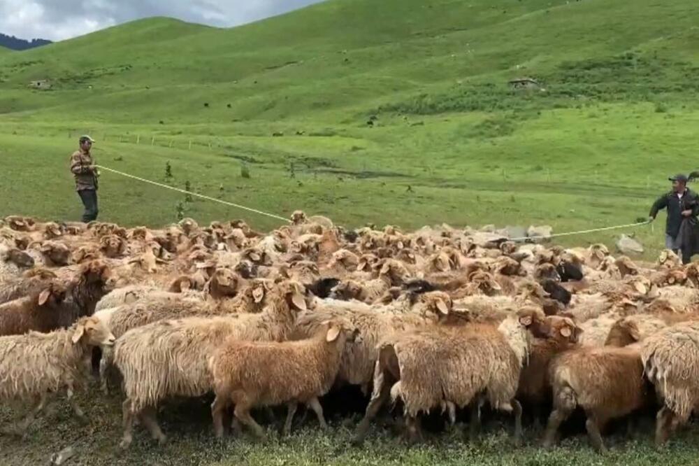 Sto hiljada grla stoke prelazi na letnju ispašu