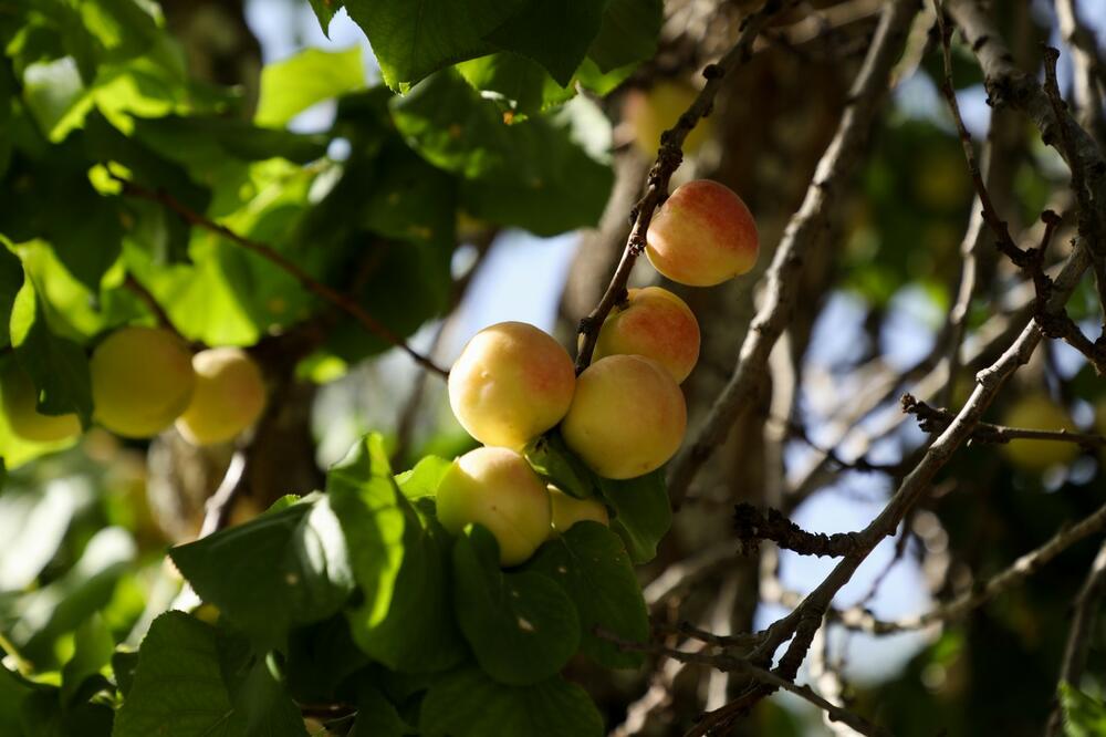 OVO VOĆE JE SPAS ZA JETRU, CREVA I VISOK HOLESTEROL: Srbi se dave u njima, a ne znaju za OVU OPASNOST