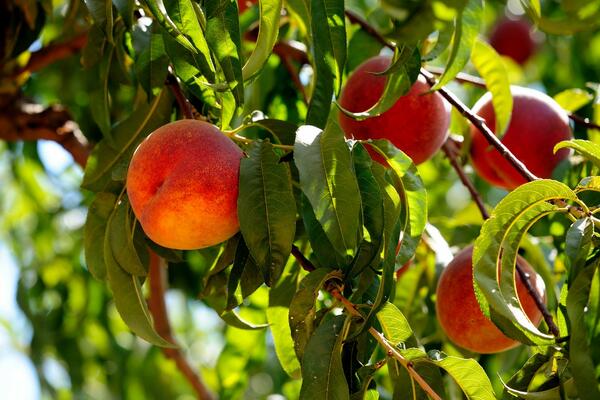 NAPRAVITE DŽEM OD BRESKVE BEZ TRUNKE KONZERVANSA: Domaćice, zapišite ovaj STARINSKI POSTUPAK (RCEPET)