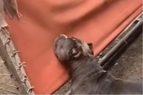 AU, ŠTA JOJ OVAJ PAS RADI?! Sve se desilo na LJULJAŠCI, kamera zabeležila kako MLATI (VIDEO)