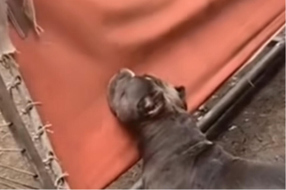 AU, ŠTA JOJ OVAJ PAS RADI?! Sve se desilo na LJULJAŠCI, kamera zabeležila kako MLATI (VIDEO)