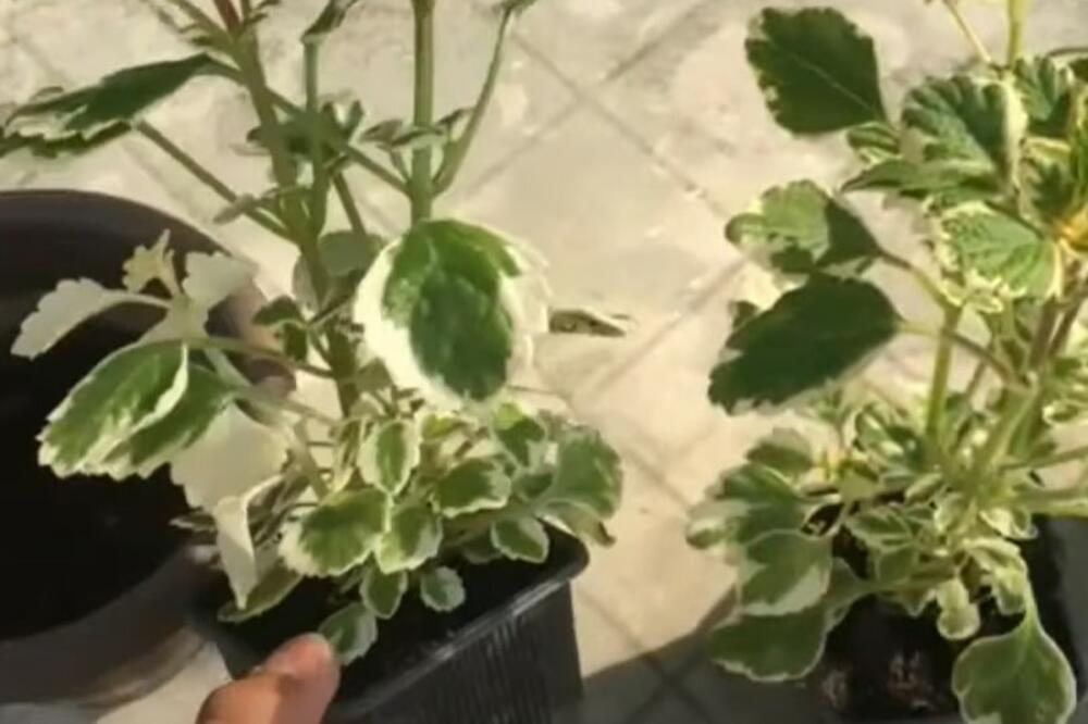 OVU BILJKU TREBA DA ZASADI SVAKA SRPKINJA! Veruje se da čuva svaku kuću od ZLA i GARANTUJE SREĆAN BRAK!