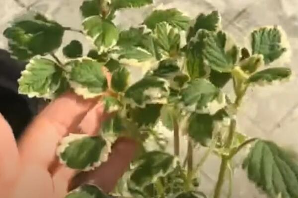 SVAKA SRPSKA KUĆA OVU BILJKU MORA DA IMA: Komarci i insekti od NJE beže KAO LUDI