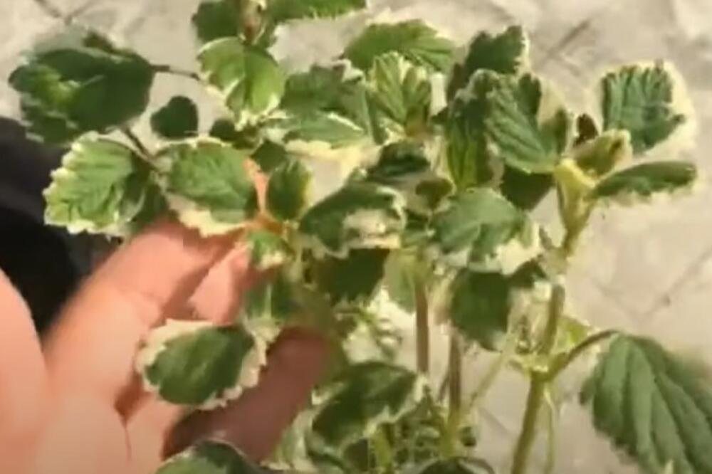 SVAKA SRPSKA KUĆA OVU BILJKU MORA DA IMA: Komarci i insekti od NJE beže KAO LUDI