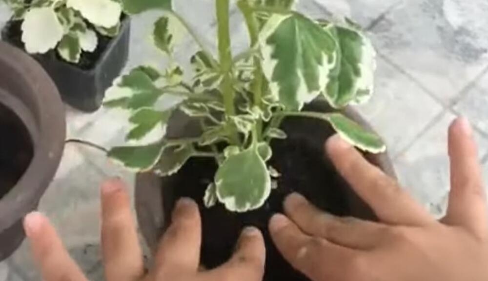 Ova biljka je prelepa, voli čak i zimu! Poznata kao Sveta Petka i hilandarski bosiljak odbija i insekte leti!