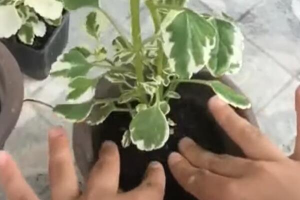 Ova biljka je prelepa, voli čak i zimu! Poznata kao Sveta Petka i hilandarski bosiljak odbija i insekte leti!