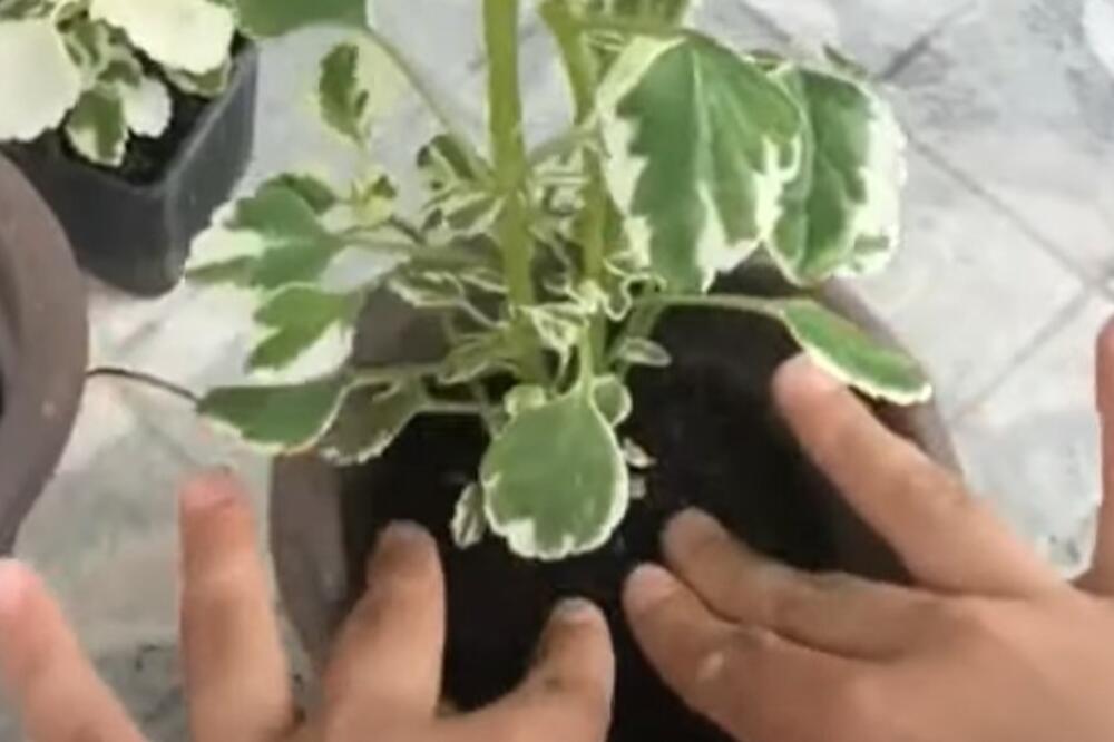 Ova biljka je prelepa, voli čak i zimu! Poznata kao Sveta Petka i hilandarski bosiljak odbija i insekte leti!