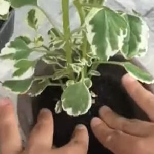 Ova biljka je prelepa, voli čak i zimu! Poznata kao Sveta Petka i hilandarski bosiljak odbija i insekte leti!