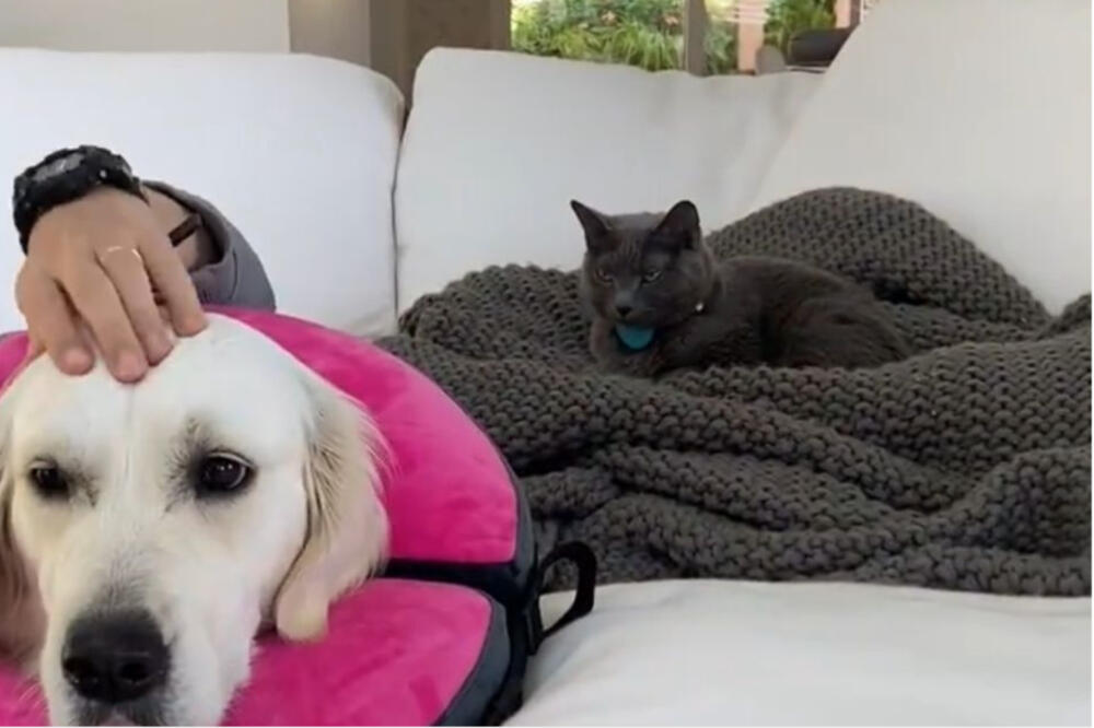 MAČKA POSTALA HIT NA INTERNETU! Zbog njene face mnogi PADAJU OD SMEHA (VIDEO)