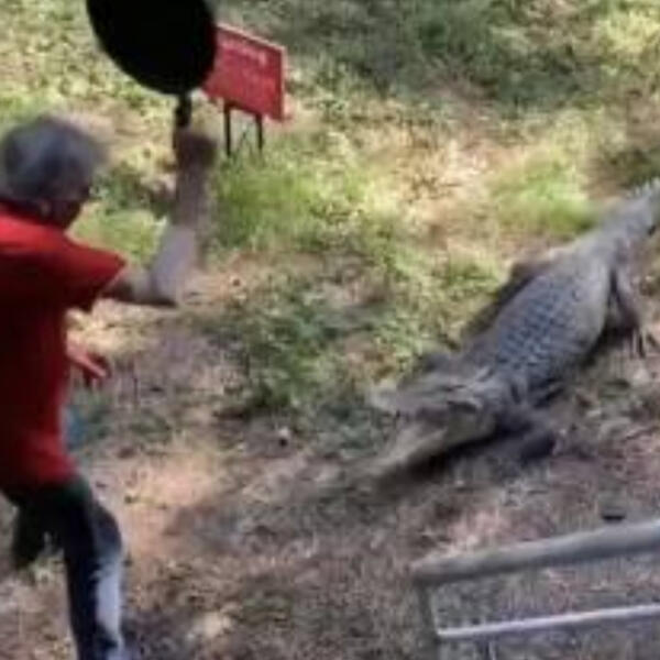 KRENUO TIGANJEM NA KROKODILA, ŠTA MISLITE KAKO SE ZAVRŠILO?! Snimak je UZNEMIRUJUĆI (VIDEO)