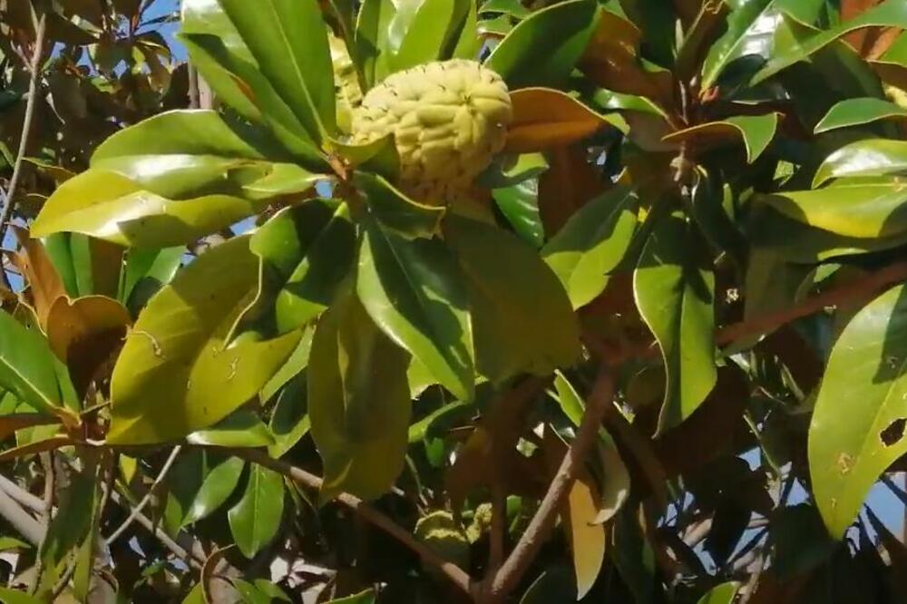 PREMA NARODNIM VEROVANJIMA, OVA BILJKA DONOSI USPEH, A KORISTI SE I U TERAPIJSKE SVRHE: Trk do cvećare po pelcer!