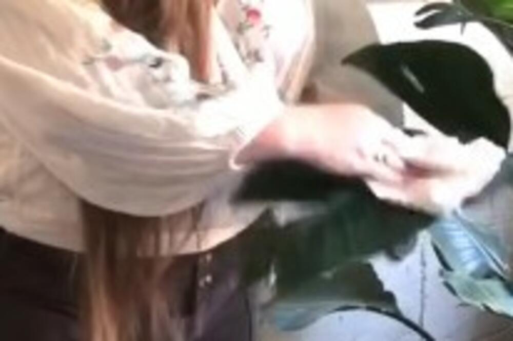 PRIHRANA KOJA PREPORAĐA I POLUMRTVE BILJKE: Dodajte samo 2 SASTOJKA u SAKSIJU i gledajte ČUDO (VIDEO)