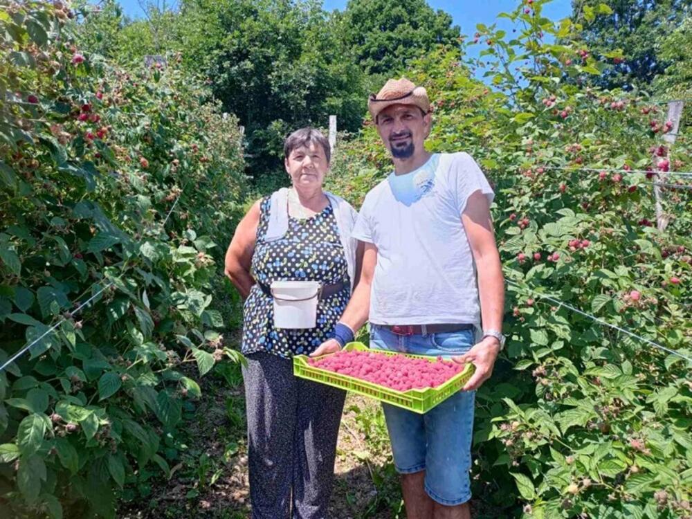 Prijepolje, Maline, Berba malina