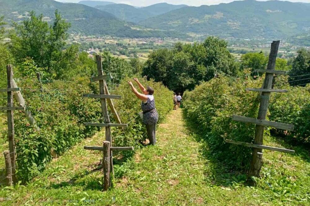 ZALIVAJU MALINE I NE PITAJU IMA LI VODE: Zabeležena 3 puta veća potrošnja, SLEDE RESTRIKCIJE!