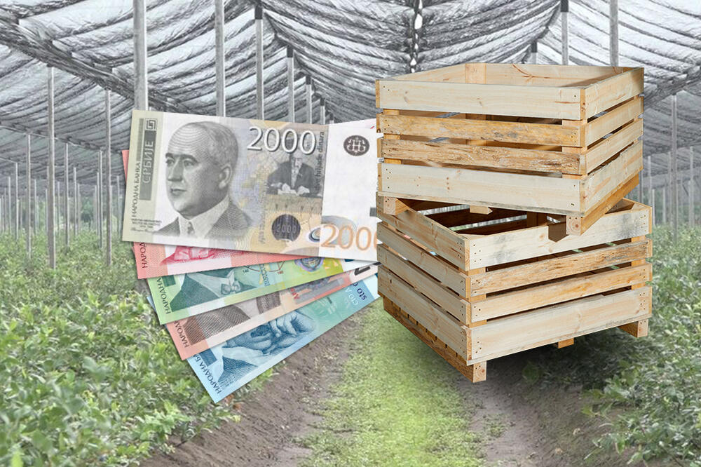 SRBI KOJI GAJE OVU VOĆKU ZA SAMO GODINU DANA MOGU DA OBRNU MILION: Otkup je lak, izvozi se i NA ISTOK I NA ZAPAD!