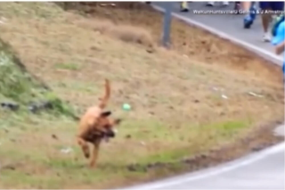 MEDENI PSIĆ SLUČAJNO UPAO NA MARATON, TRČAO KAO BOLT: Pogledajte koje mesto je zauzeo, dobio je i MEDALJICU (VIDEO)