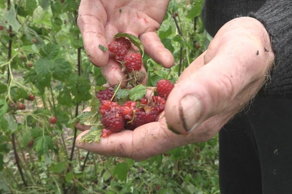 "TOKOM BRANJA MALINA ZASUO NAS SILOVIT GRAD, GAJBICE ZAVRŠILE U LEDU": Strahovito nevreme u UŽIČKOM KRAJU! (FOTO)