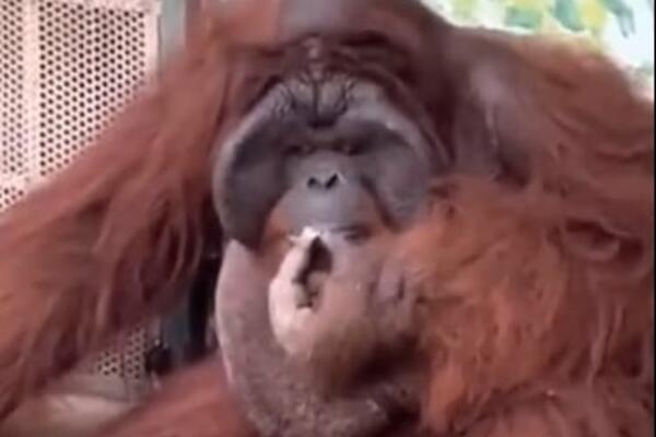 UZNEMIRUJUĆI SNIMAK ORANGUTANA KRUŽI MREŽAMA! Radi to kao ČOVEK, uništava se (VIDEO)