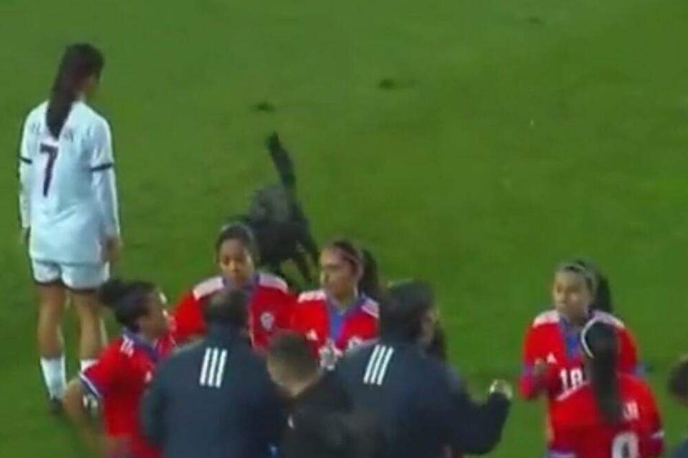 TAJ LUDI FUDBAL! Pas PREKINUO meč, a reakcija aktera na terenu je tek HIT! (VIDEO)