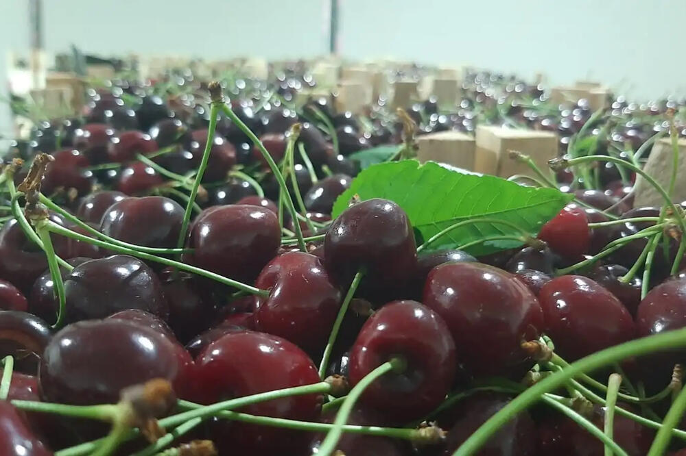 Samo ovako se pravilno peru trešnje! Svi greše kad rade ovo, a tako nećete ukloniti pesticide