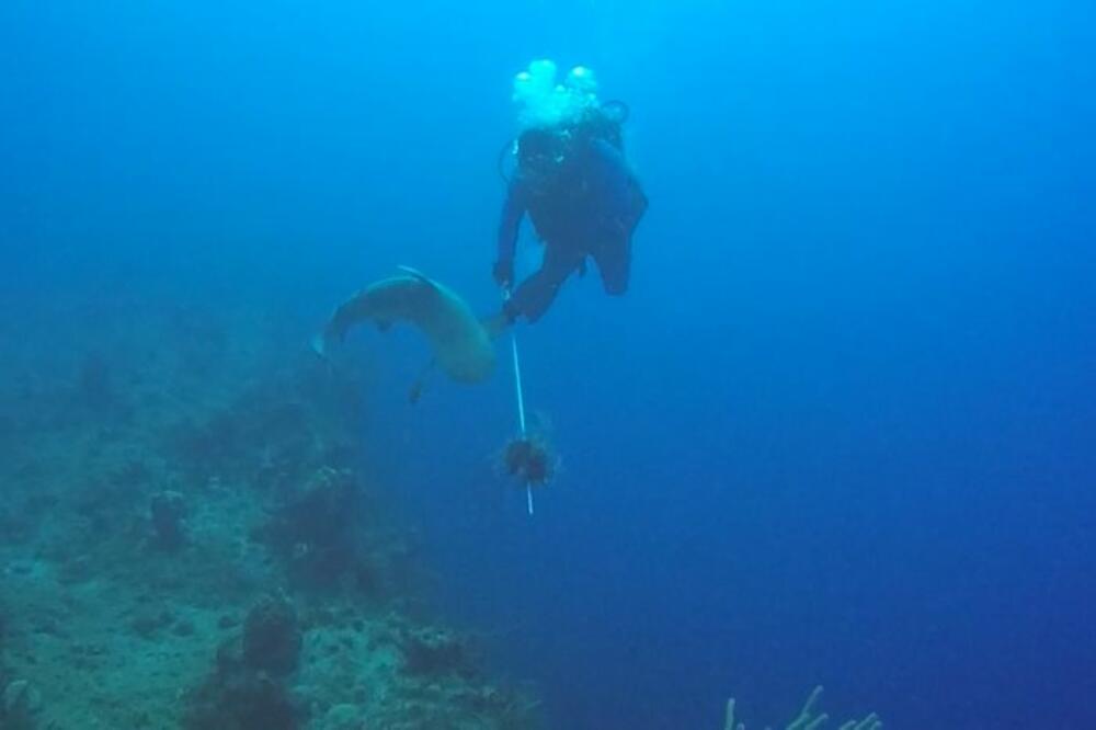 AJKULA DUGA 6 METARA UMALO BILA KOBNA ZA OVOG RIBOLOVCA: Jedna stvar ga spasila od sigurne SMRTI (VIDEO)