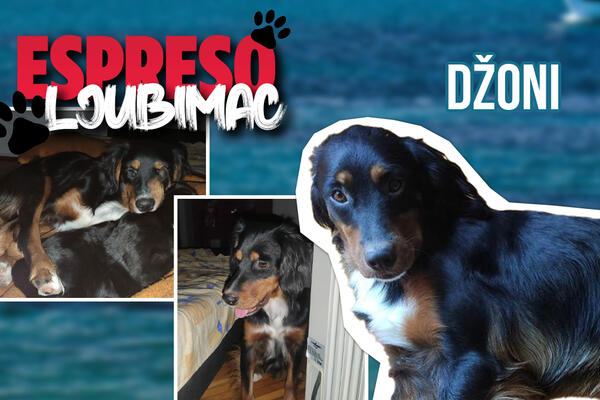 "NAJPOPULARNIJI SAM KOD LEPŠEG POLA" Upoznajte MIŠKOVOG brata DŽONIJA- pseću MANIFESTACIJU ljubavi!