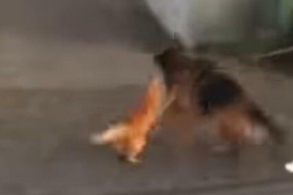 MAJ GERI U GLAVU BRE: Mačka bukvalno nokautirakla agresivnog vučjaka, ljudi u neverici šta vide (VIDEO)