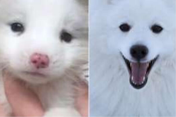 KUPILA PSA ZA 160 EVRA, A ONDA SE ZAČUDILA KADA JE SHVATILA S KIM ŽIVI: Na ovakav šok niste spremni (FOTO)