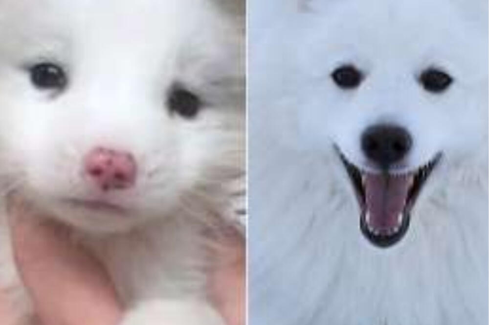 KUPILA PSA ZA 160 EVRA, A ONDA SE ZAČUDILA KADA JE SHVATILA S KIM ŽIVI: Na ovakav šok niste spremni (FOTO)