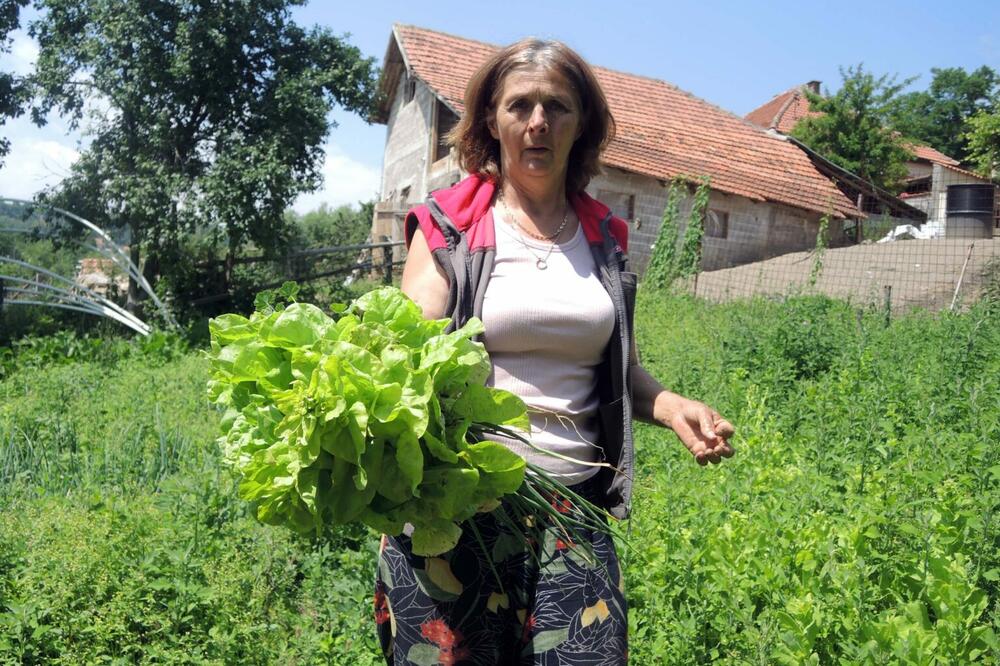 DECENIJAMA SVE UZGAJAMO BEZ HEMIJE, SVINJE HRANIMO OSTACIMA ORGANSKIH NAMIRNICA: Cena proizvoda im je DUPLO SKUPLJA