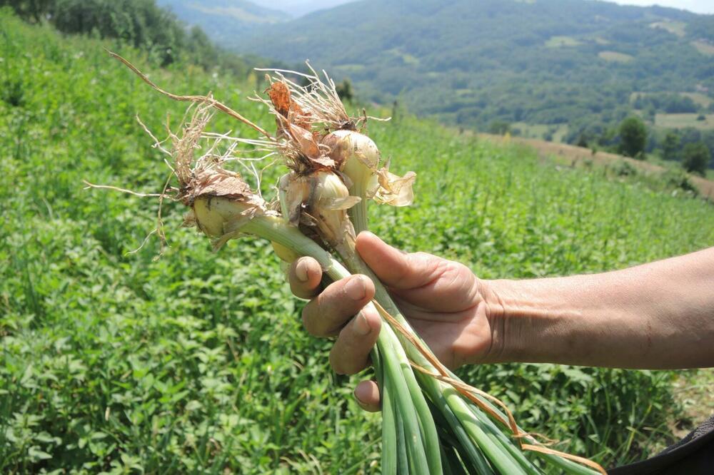 ISPLIVALA UŽASNA ISTINA O ORGANSKOJ HRANI! Srbi se hvataju za GLAVU